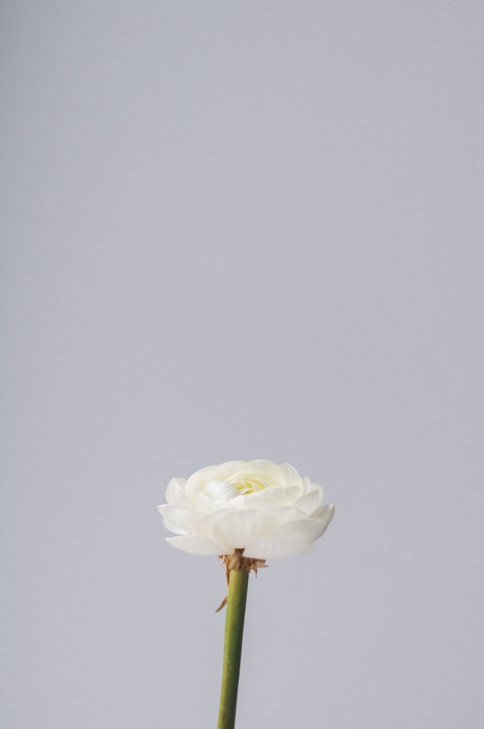 Materialism Vs. Minimalism: Which Lifestyle Is Right For You? - yeow60f